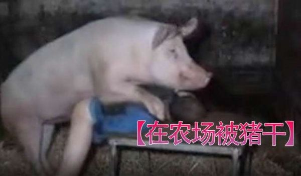 【在农场被猪干】男人被干挺爽。