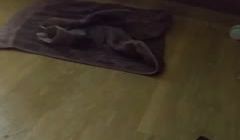 ，和骚逼女友的一天7..