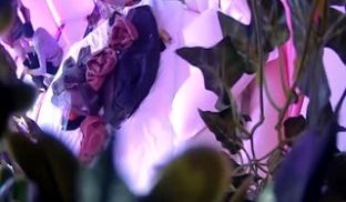稀有情趣酒店绿叶房偷拍～小哥和已婚女同事开房偷情