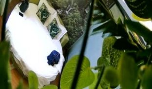 自然钟点房饥渴马尾小少妇与四眼男偷情进屋就热吻洗